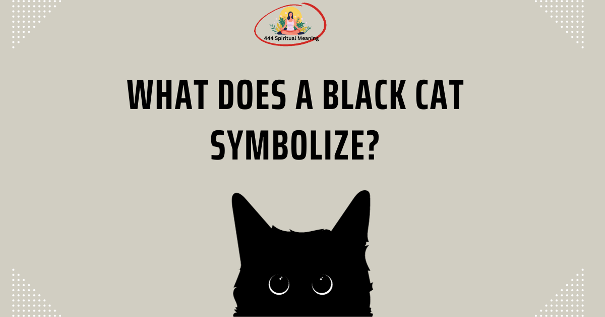 What Does a Black Cat Symbolize?