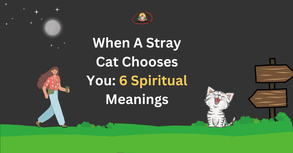 When A Stray Cat Chooses You: 6 Spiritual Meanings