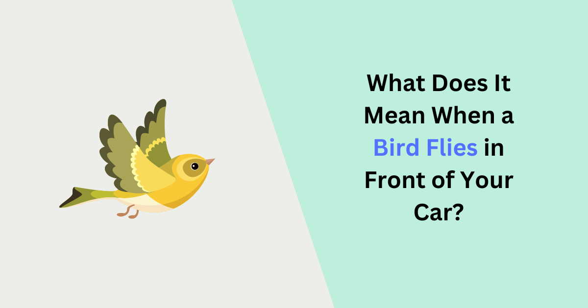 What Does It Mean When a Bird Flies in Front of Your Car
