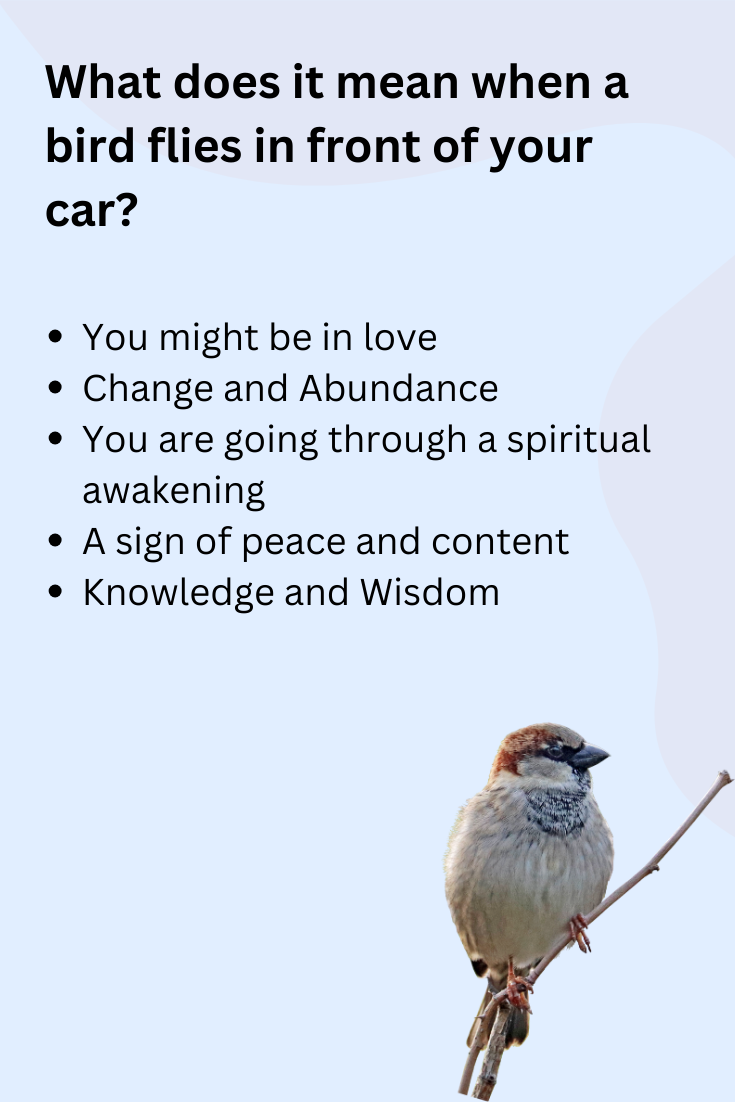 What does it mean when a bird flies in front of your car- image explains the meaning.